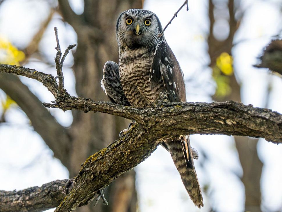 Northern Hawk Owl sitting on a branch in a tree.